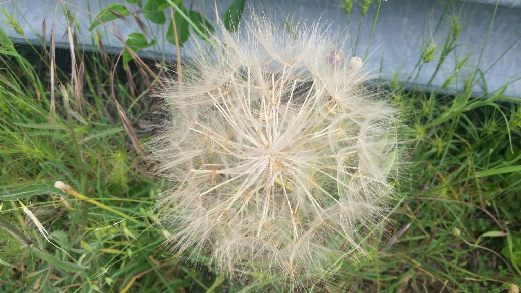 Soffione grande:  Tragopogon pratensis (cfr.)